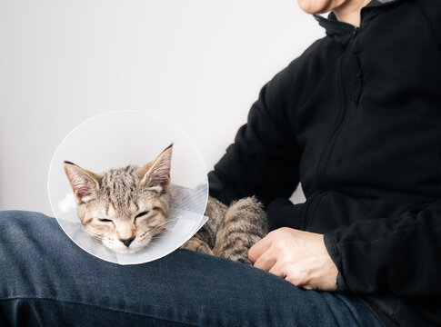 Cat with cone sleeping on owner. Exhausted kitty cat wearing e-collar after spay surgery. Pet recovery and post surgery spay healing. 5 months old female tabby cat. Selective focus.