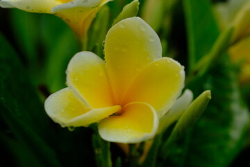 Fototapeta premium Plumeria acuminata. Yellow Balinese frangipani flowers bloom on the branches.
