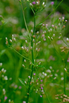 Cyanthillium cinereum (also known as little ironweed and poovamkurunnal or poovamkurunnila in Malayalam, and monara kudumbiya in Sinhalese) is a species of perennial plant in the sunflower family.