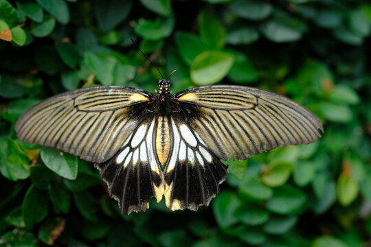 The pastor butterfly is a type of butterfly in the Papilionidae family. It is widespread in southern Asia, from the Indian subcontinent through Southeast Asia to southern Japan. Blurred image.