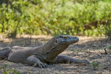 Obraz premium Komodo dragon in its natural habitat on Komodo Island. One of the largest lizards on Earth captured in the wild environment of Indonesia.