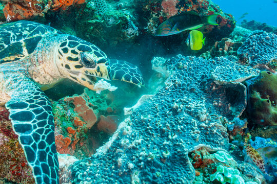 South Africa, Sodwana Bay, Hawksbill Sea Turtle (Eretmochelys imbricata)