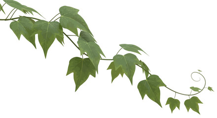 Green ivy vine illustration with fresh leaves isolated on white background © gambar