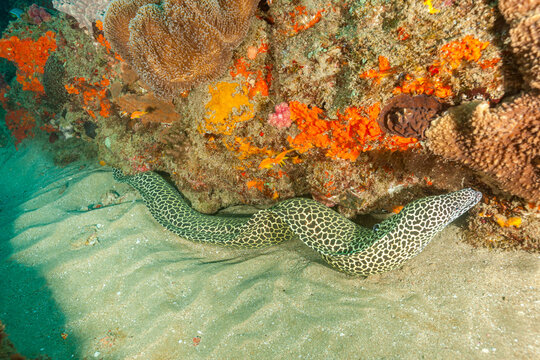 South Africa, Sodwana Bay, Laced, Honeycomb Moray Eel (Gymnothorax favagineus)
