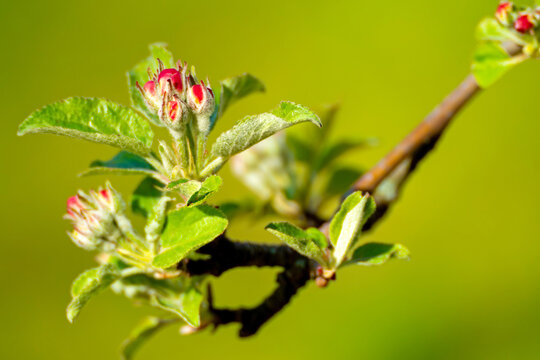 Bl&uuml;tenknospen eines Apfelbaums