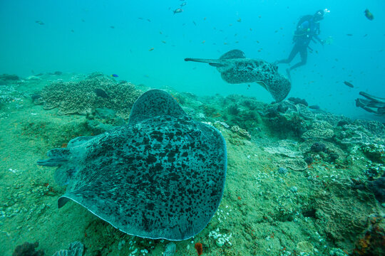 South Africa, Sodwana Bay, Blackspotted Stingray (Taeniura meyeni)
