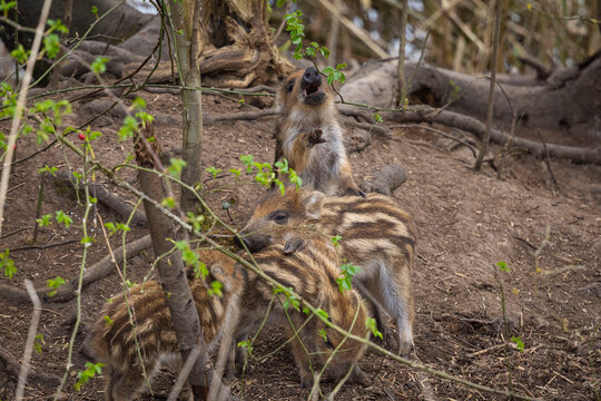 SANGLIER