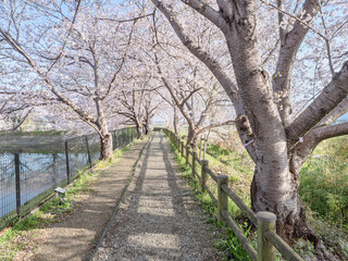 Fototapeta premium 心ほどける春の光、桜並木が続く癒しの小径
