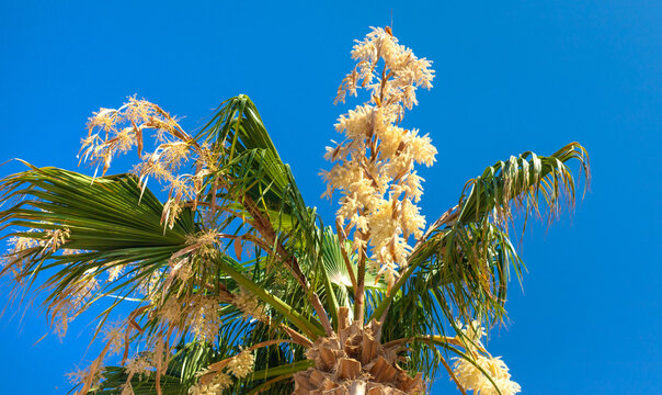 Beautiful palm leaves background. Selective focus.
