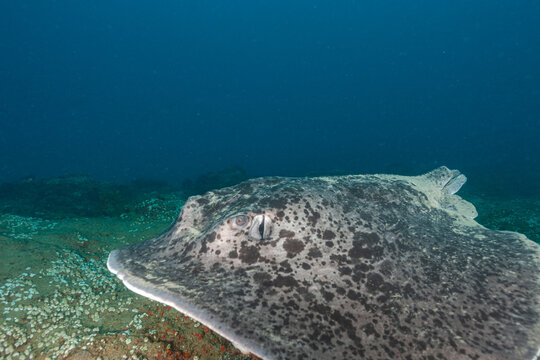South Africa, Sodwana Bay, Blackspotted Stingray (Taeniura meyeni)