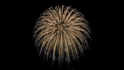 Obraz premium Golden chrysanthemum firework burst against black night sky