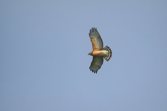 Red shouldered hawks inflight against a blue sky. 