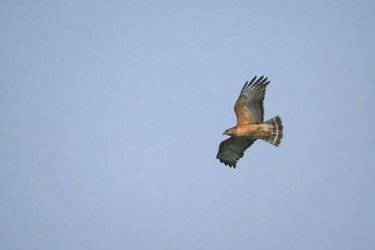 Red shouldered hawks inflight against a blue sky. 