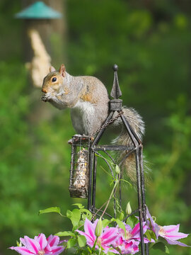 squirrel eating suet on black ironwork trellis. 
