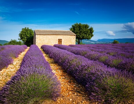 stone farmhouse beside blooming lavender fields in provence france