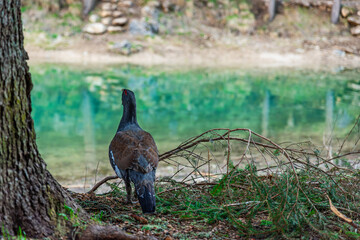 Black grouse wild bird standing near shore of alpine lake Lago di Braies in Dolomites, Italy, with forest ground and turquoise water. Wildlife, ecosystem, biodiversity concepts in alpine environment