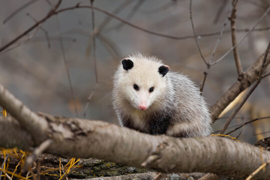 An opossum sitting on a fallen log in a forest 