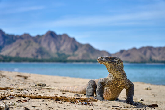 Komodo dragon searching for food along the beach of Komodo Island, moving confidently in its natural coastal habitat.