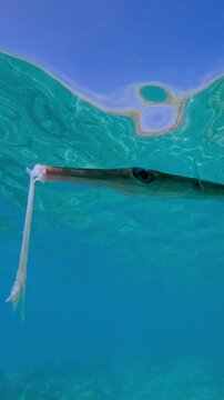 Vertical footage, Portrait of a Bluespotted Cornetfish or Smooth Flutemouth, Fistularia commersonii, survivor of a severe mouth fracture, swims under the turquoise surface of water