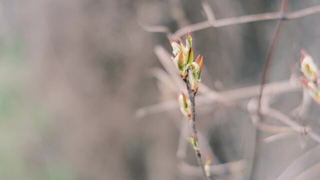 Close-up of thin tree branches showing dry seed pods from winter alongside fresh green buds emerging in early spring. The images feature a moody, blurred background with heavy vintage film grain