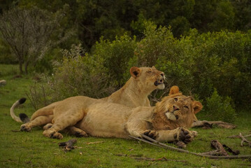 Fototapeta premium Lion and lioness resting together in Gondwana Game Reserve