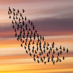 Fotobehang Vogels A flock of birds flying in formation against a vibrant sunset sky  © mohammad