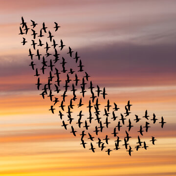 A flock of birds flying in formation against a vibrant sunset sky