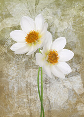 Beautiful white flowers card. Vintage floral canvas table. © Vidal