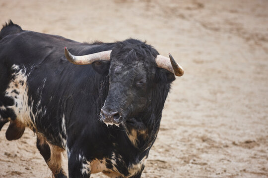 Black fighting bull in the arena. Bullring. Toro bravo. Spain