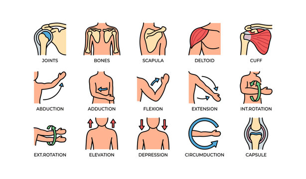 Human anatomy and movement: joints, bones, and muscle actions illustrated