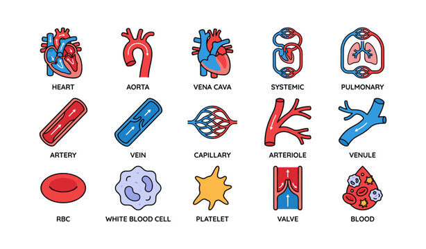Colorful anatomical illustration of blood circulation and heart components