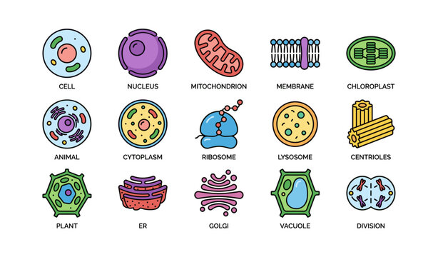 Illustration of different cell organelles with labels