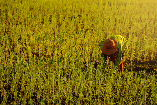 Asian farmer working in a rice field, surrounded by green rice plants and water, Farmer planting rice sprout in to her rice field.