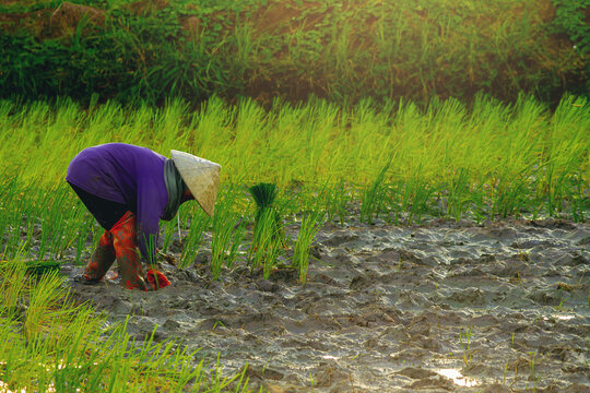 Asian farmer working in a rice field, surrounded by green rice plants and water, Farmer planting rice sprout in to her rice field.