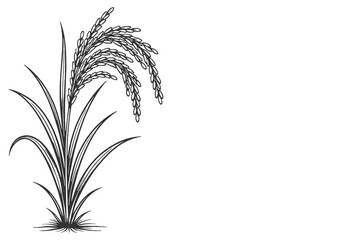 Fototapeta premium Young rice stalk vector illustration in fine black and white line art style with botanical agricultural theme
