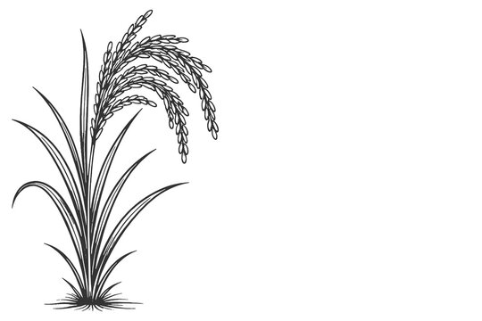 Young rice stalk vector illustration in fine black and white line art style with botanical agricultural theme