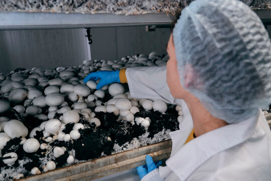 Sterile picker harvests plump, fresh button mushrooms from moist, controlled beds
