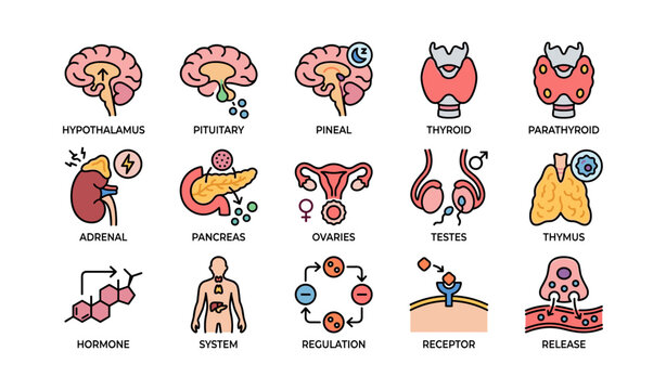 Human endocrine system organs and functions diagram with hormones and receptors