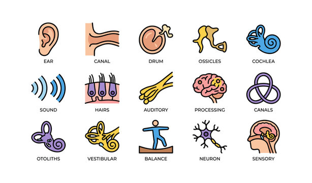 Illustrated diagram of human ear anatomy and auditory system components