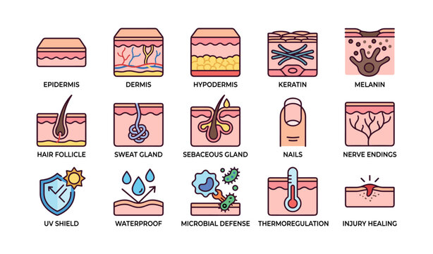 Skin anatomy: epidermis, dermis, hair follicles, glands, nails, uv shield, thermoregulation