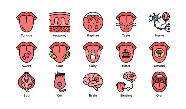 Human taste system diagram: tongue anatomy, taste buds, nerves, brain, sensing