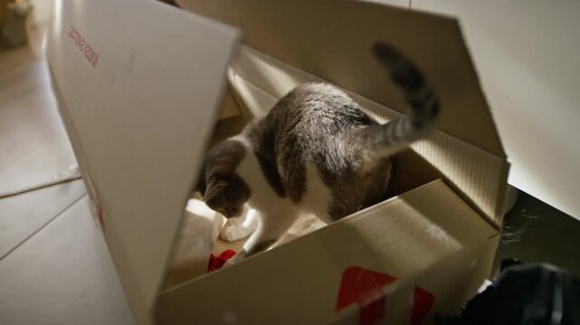 Gray and White Cat Pouncing in Cardboard Box