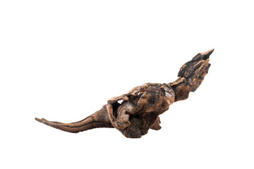 Fototapeta premium Driftwood aged wood isolated on white background. Piece of driftwood driftwood close up for aquarium.