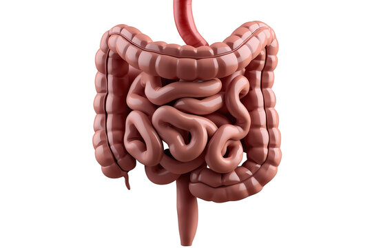 Human intestines representing the full digestive system, stomach leading to small and large colon, medical illustration