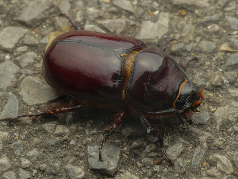 Rhinoceros beetle