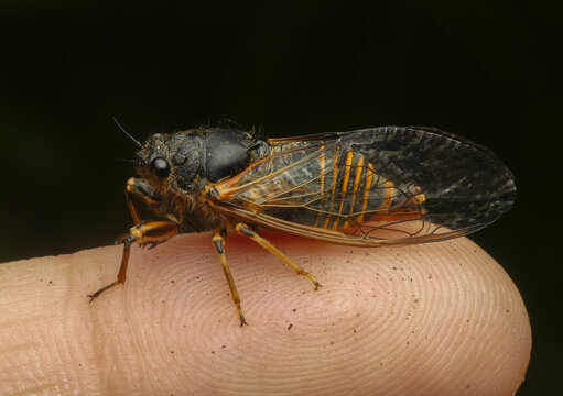 Cicada on finger