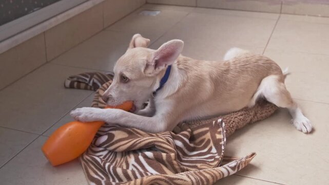 Puppy dog chewing on a toy. A beige mongrel puppy plays with a yellow plastic toy and chews on it.