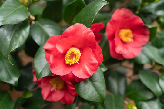 Red camellia japonica &lsquo;Lady Campbell&rsquo; with single to semi-double bloom and prominent yellow stamens, photographed close up in natural garden setting.