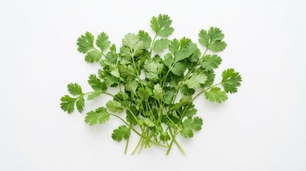 Fototapeta premium A bunch of fresh cilantro sits on a white surface. The vibrant green leaves of the herb are prominently displayed, showcasing its texture and shape.