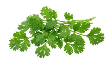 Fototapeta premium A bunch of fresh cilantro leaves rests on a white surface. The vibrant green foliage displays a rounded, layered shape.